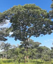 Image result for Brachystegia allenii × boehmii