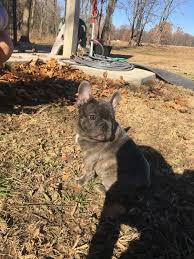 The french bulldog is an easygoing, affectionate, and playful dog that loves their family and gets along well with children. French Bulldog Puppies For Sale Aurora Mo 315351