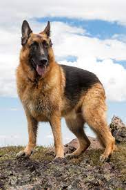 15 Best Guard Dogs To Protect Your Home Top Guard Dog Breeds