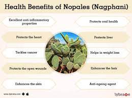 Loaded with amazingly rich benefits, cactus juice is leaping towards popularity. Nopales Nagphani Benefits And Its Side Effects Lybrate