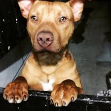 Details of an online pedigree. Red Boy 7 Months Apbt Oldfamilyrednose Http Www Apbt Flickr