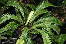 Pin On Garden Plants Groundcover
