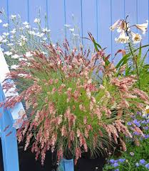 Image result for Melinis nerviglumis