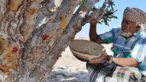 شجرة اليسر العربي.الفرق بين المورينجا الهنديه والمورينقا العربيه الشوع duration. ØµØ­ÙŠÙØ© Ø§Ù„Ø£ÙŠØ§Ù… Ø´Ø¬Ø±Ø© Ø§Ù„Ø¨Ø§Ù† Ø£Ùˆ Ø§Ù„Ù…Ø¹Ø¬Ø²Ø© Ø§Ù„Ù…ÙˆØ±ÙŠÙ†Ø¬Ø§ Ø£ØºÙ†Ù‰ Ù†Ø¨Ø§Øª Ø¹Ù„Ù‰ ÙˆØ¬Ù‡ Ø§Ù„Ø£Ø±Ø¶