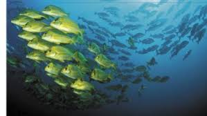 This brings in a durable mechanism to circulate potential toxic materials into guts of marine fish for many years. The Census Of Marine Life How Scientists Intend To Count All The Fishes In The Sea Scuba Diving News Gear Education Dive Training Magazine