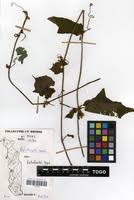 Image result for Raphidiocystis jeffreyana