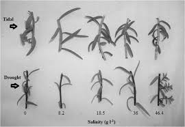 Image result for Chenolea diffusa