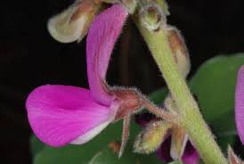 Image result for Tephrosia acaciifolia