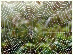 攝影教程] 解析蜘蛛網怎麼拍才更精美- 其他教程- 骨子愛創意| Zi 字媒體