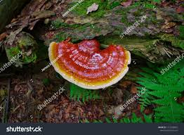 Image result for Ganoderma tsugae