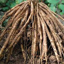 Maybe you would like to learn more about one of these? Asparagus Roots Packaging Size 50 Kg Rs 160 Kilogram Maa Gyaneshwari Trading Company Id 18446211391