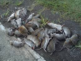 We did not find results for: Cara Bunuh Tikus Wahdah Islamiyah
