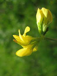Bird S Foot Trefoil Wildflower Garden Planting Flowers Wild Flowers