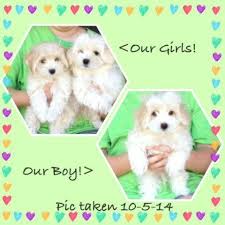 Welcome to kando puppies, since 1984, kando puppies has been among the premier puppy kennels, providing healthy and happy pets to our clientele from texas to morocco and beyond. Maltese Havanese Puppies 11 Weeks Old Available Now For Sale In Denton Texas Classified Americanlisted Com