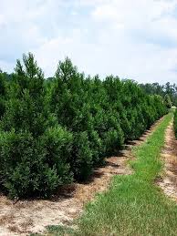 Image result for Cryptomeria
