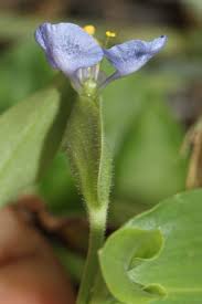 Image result for Commelina petersii