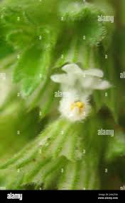 Image result for Leucas neuflizeana