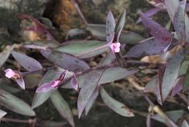 Image result for Tradescantia pallida