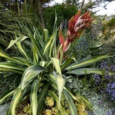 Image result for Beschorneria yuccoides