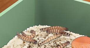 How deep should my mealworm bin be? How To Care For Mealworms 9 Steps With Pictures Wikihow