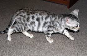 Even with this, however, they are. Bengal Kittens Snow Marble And Silver Plymouth Devon Pets4homes