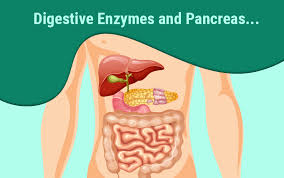 Image result for Lipase