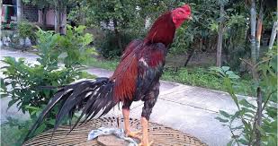 Banyak sekali pertanyaan seputar ayam ini Mengetahui Kelebihan Dan Kekurangan Ayam Pamagon Trikmerawat Com