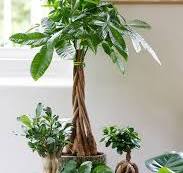 Pachira Aquatica