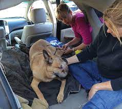 We did not find results for: Handling Euthanasia In Your Practice Today S Veterinary Practice