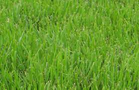 One main reason palisades zoysia is used for homes is because of its low maintenance requirements. Palisades Zoysia Grass Seed Problems Reviews Maintenance