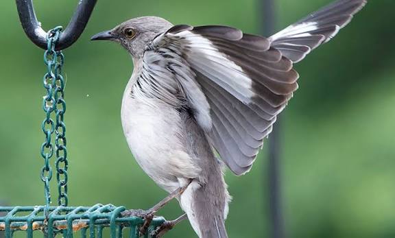 All About Mockingbirds and How to Attract Them