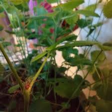 Image result for Acalypha lanceolata