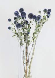 Dried Echinops Globe Thistle In Blue Green Dried Flower Arrangements Dried Floral Dried Flowers