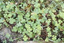 Image result for Marsilea minuta