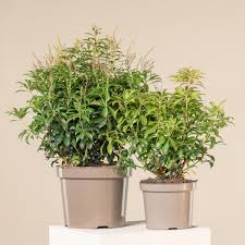 Image result for Pieris japonský bonfire obrázek