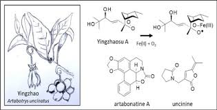 Image result for Artabotrys