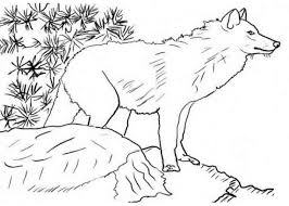 Ausmalbilder Wolf Gratis 2 Jpg 716 512 Malvorlagen Pferde Tiervorlagen Ausmalbilder