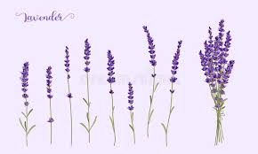 12 видео 4 407 просмотров обновлен 23 апр. Lavender Plant Flowers Bouquet And One Realistic Twig Stock Vector Illustration Of Flowerlavender Isolated 173696837