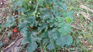 Image result for Solanum capsicoides