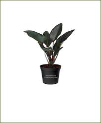 This is a hybrid philodendron and is relatively new on the market. Philodendron Congo Rojo