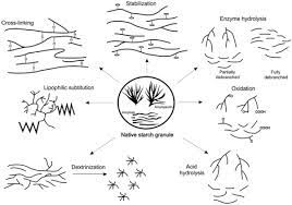 Development Of Biodegradable Products From Modified Starches Sciencedirect