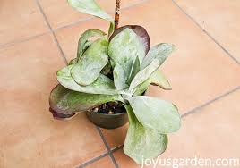 We did not find results for: How To Plant Paddle Plant Flapjacks Kalanchoe Cuttings 4 Steps Instructables