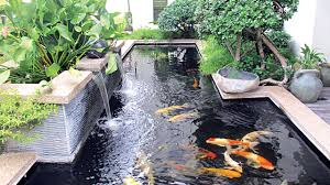 The sound is most unpleasant, both tone and volume. Mini Ponds A Pond In A Pot Why Not The Guardian Nigeria News Nigeria And World News Saturday Magazine The Guardian Nigeria News Nigeria And World News