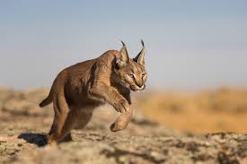 Baby caracal (african lynx) in wildlife sanctuary in namibia. Fotografie Marion Vollborn Caracal Rock