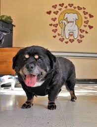 As for the weight range of the corgi rottweiler mix it could be anywhere between 28 and 135 pounds. Wilbur 2709 Rottweiler Mix What A Cool Looking Boy Rottweiler Mix Puppies And Kitties Corgi Mix Breeds