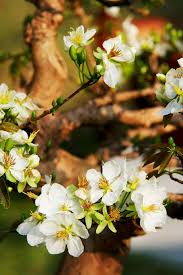 Maybe you would like to learn more about one of these? Hd Wallpaper The Lunar New Year Vietnamese Tet Spring The Garden The Beauty Wallpaper Flare