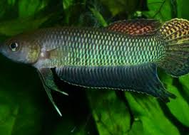 Ikan yang berasal dari penang, malaysia ini tinggal di daerah rawa dan sulit untuk ditemukan, sehingga harganya bisa menjadi sangat mahal. 25 Jenis Ikan Laga Liar Malaysia Ikan Laga Kampung Gambar