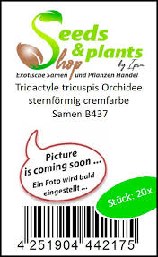 Image result for Tridactyle tricuspis