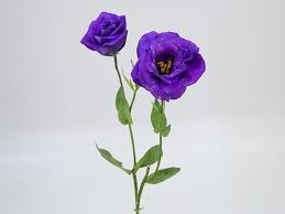 Image result for eustoma Balboa
