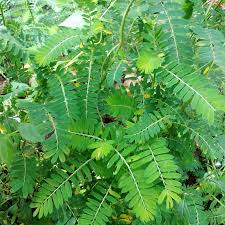Image result for Phyllanthus pseudoniruri